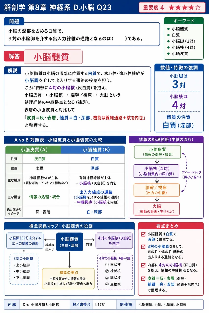 小脳の深部を占める白質で、3対の小脳脚を介する出入力線維の通路となるのは( )である。 解説図