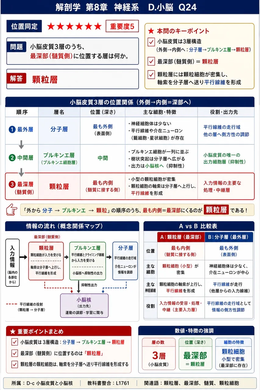 小脳皮質3層のうち、最深部(髄質側)に位置する層は何か。 解説図