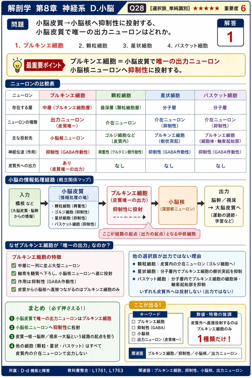 小脳皮質→小脳核へ抑制性に投射する、小脳皮質で唯一の出力ニューロンはどれか。 解説図