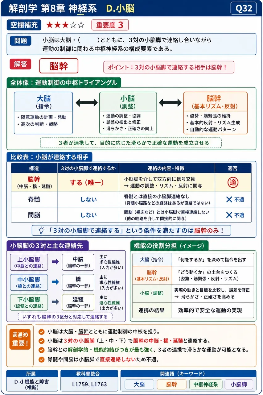 小脳は大脳・( )とともに、3対の小脳脚で連絡し合いながら運動の制御に関わる中枢神経系の構成要素である。 解説図