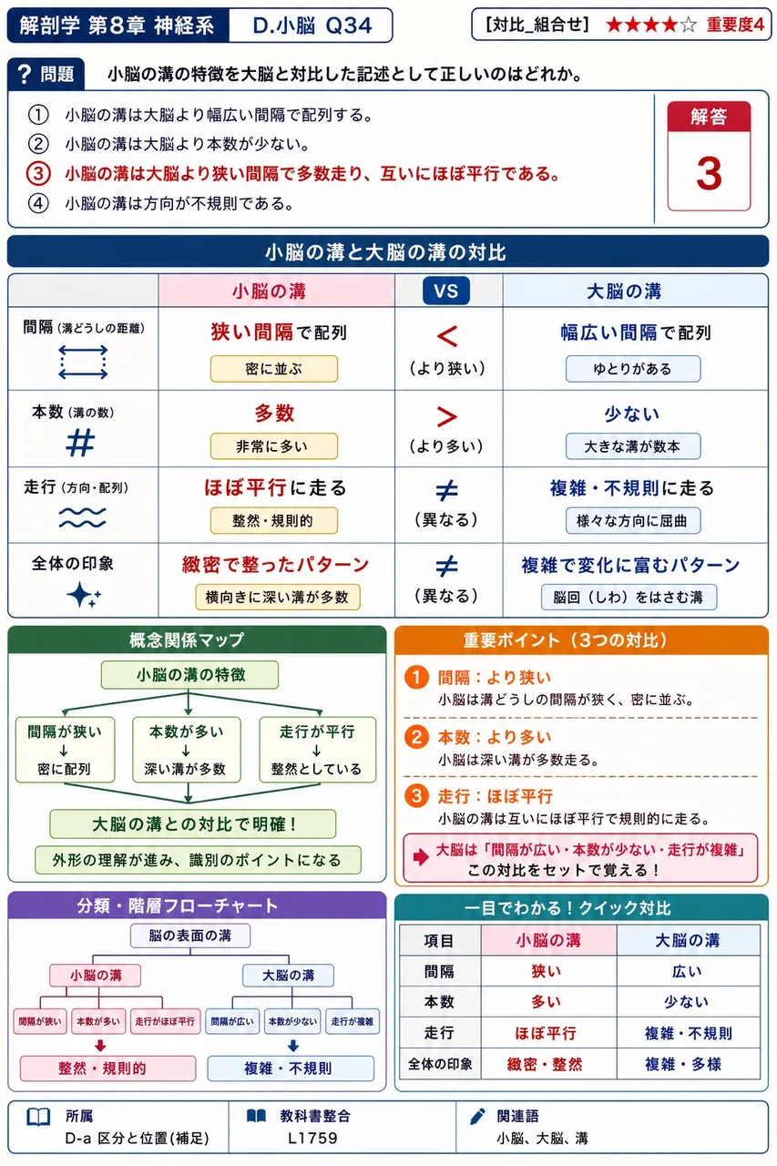 小脳の溝の特徴を大脳と対比した記述として正しいのはどれか。 解説図