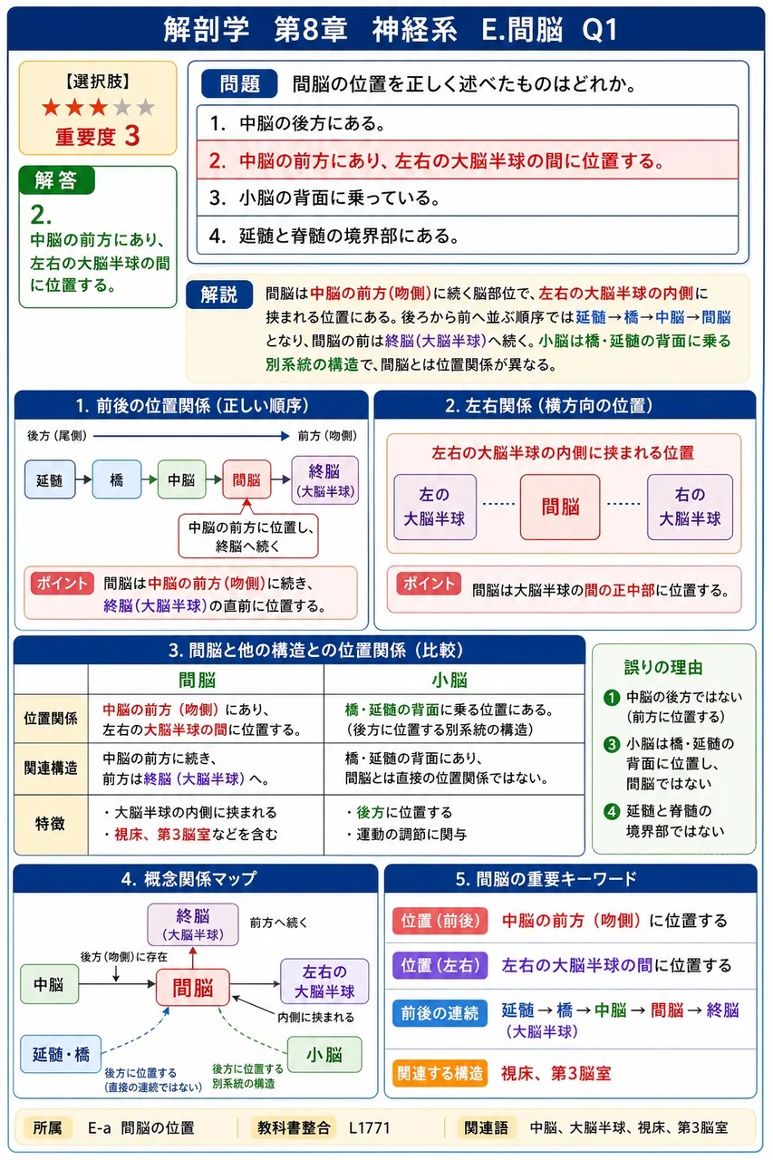 間脳の位置を正しく述べたものはどれか。 解説図
