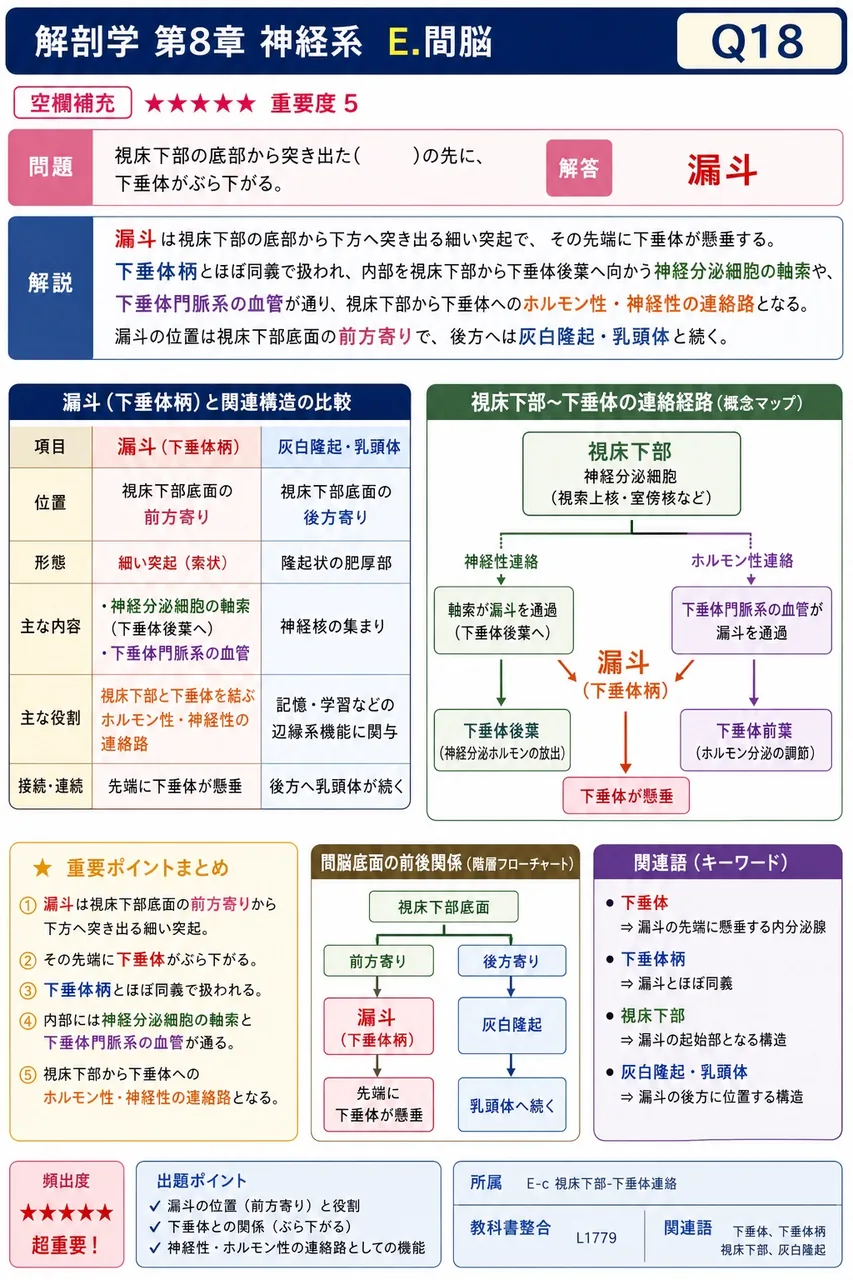 視床下部の底部から突き出た( )の先に、下垂体がぶら下がる。 解説図