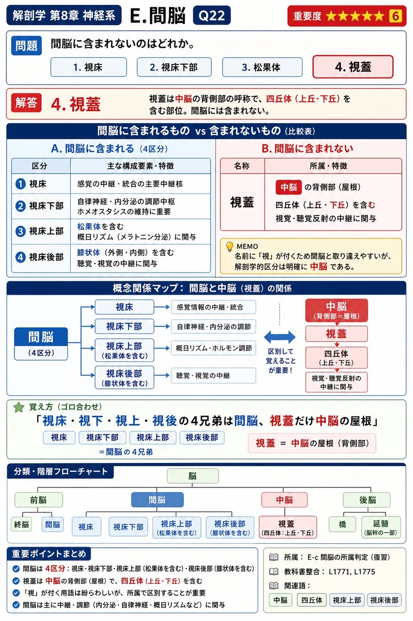 間脳に含まれないのはどれか。 解説図