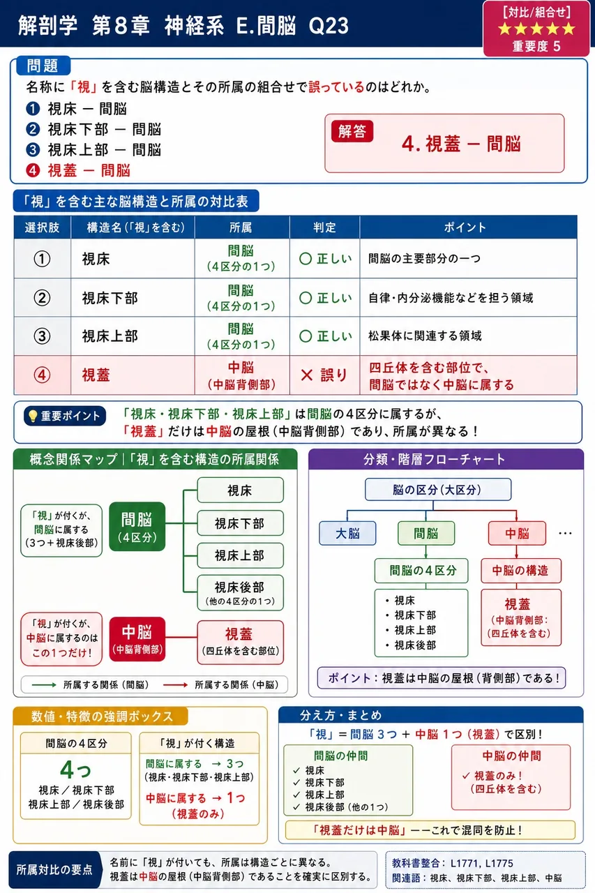名称に「視」を含む脳構造とその所属の組合せで誤っているのはどれか。 解説図