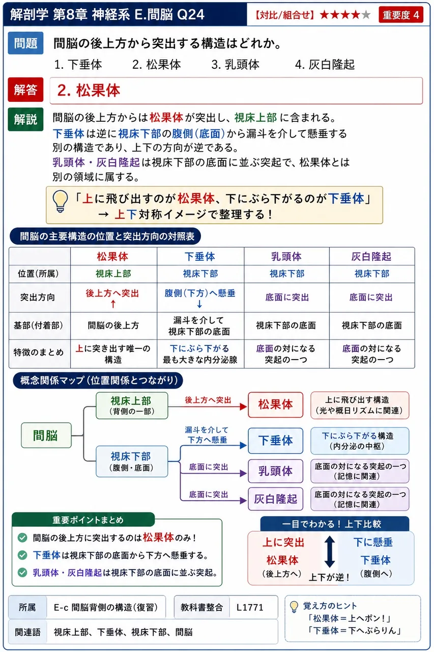 間脳の後上方から突出する構造はどれか。 解説図