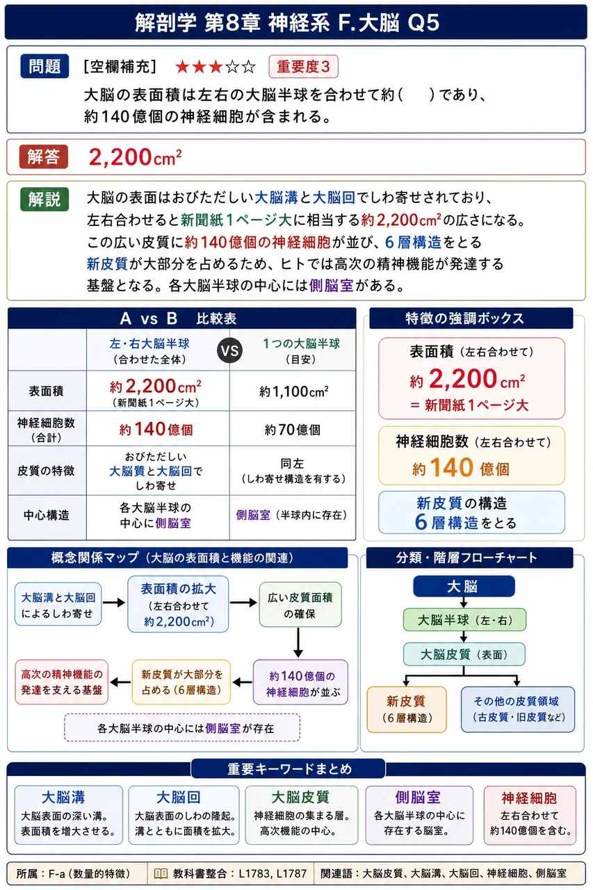 大脳の表面積は左右の大脳半球を合わせて約( )であり、約140億個の神経細胞が含まれる。 解説図