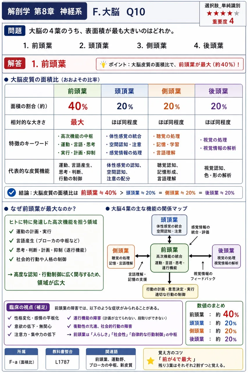 大脳の4葉のうち、表面積が最も大きいのはどれか。 解説図