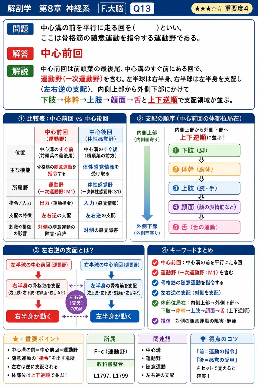 中心溝の前を平行に走る回を( )といい、ここは骨格筋の随意運動を指令する運動野である。 解説図