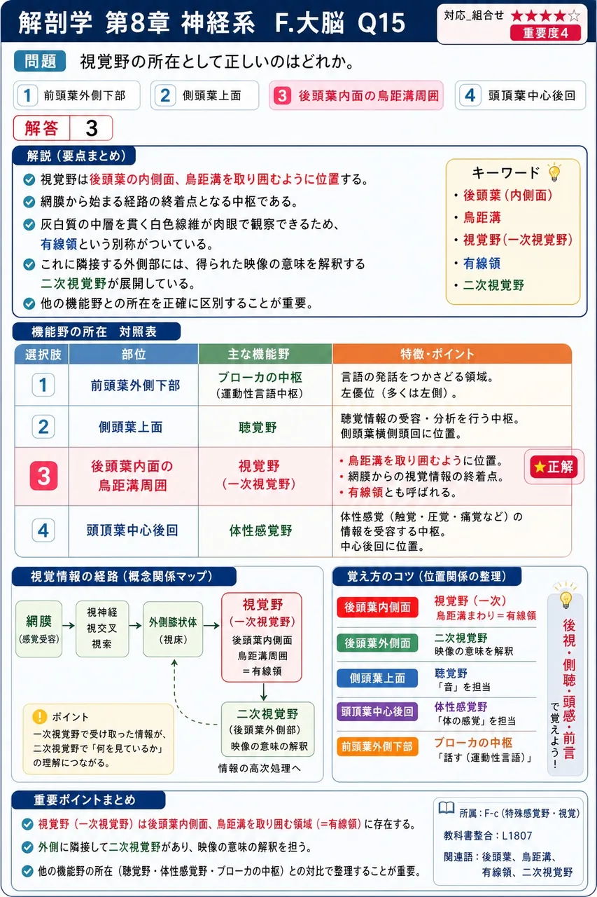 視覚野の所在として正しいのはどれか。 解説図