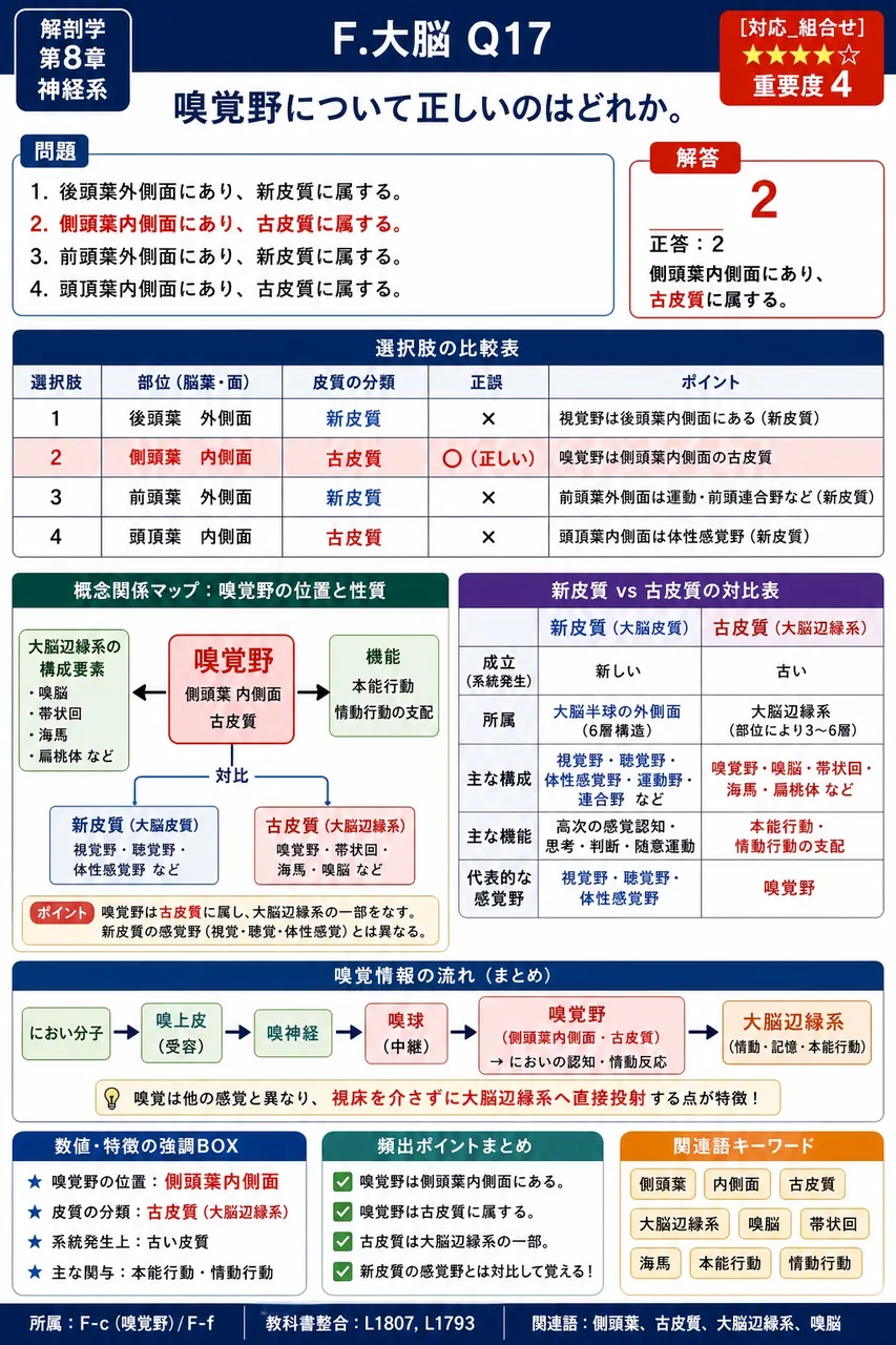 嗅覚野について正しいのはどれか。 解説図