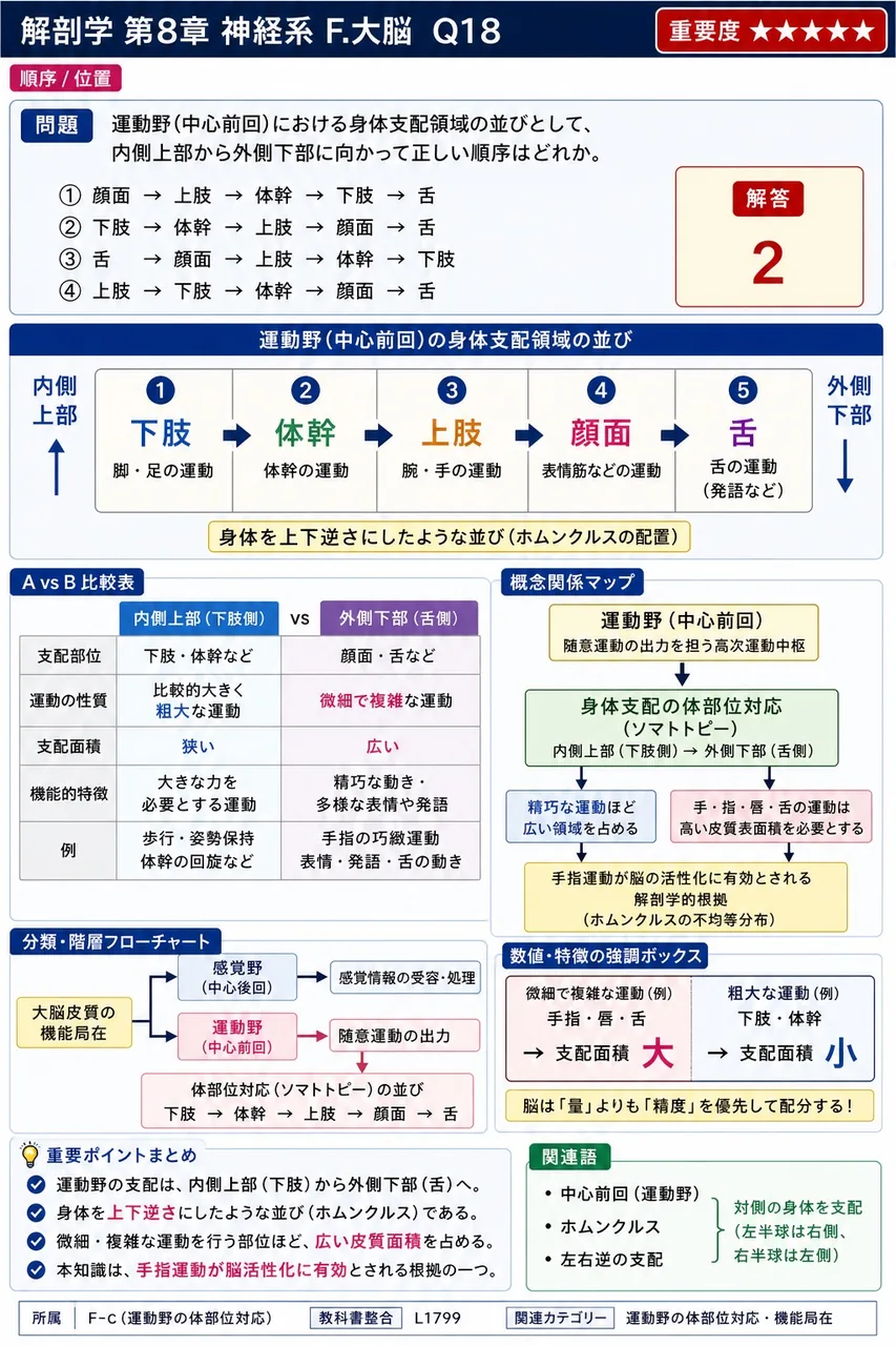運動野(中心前回)における身体支配領域の並びとして、内側上部から外側下部に向かって正しい順序はどれか。 解説図