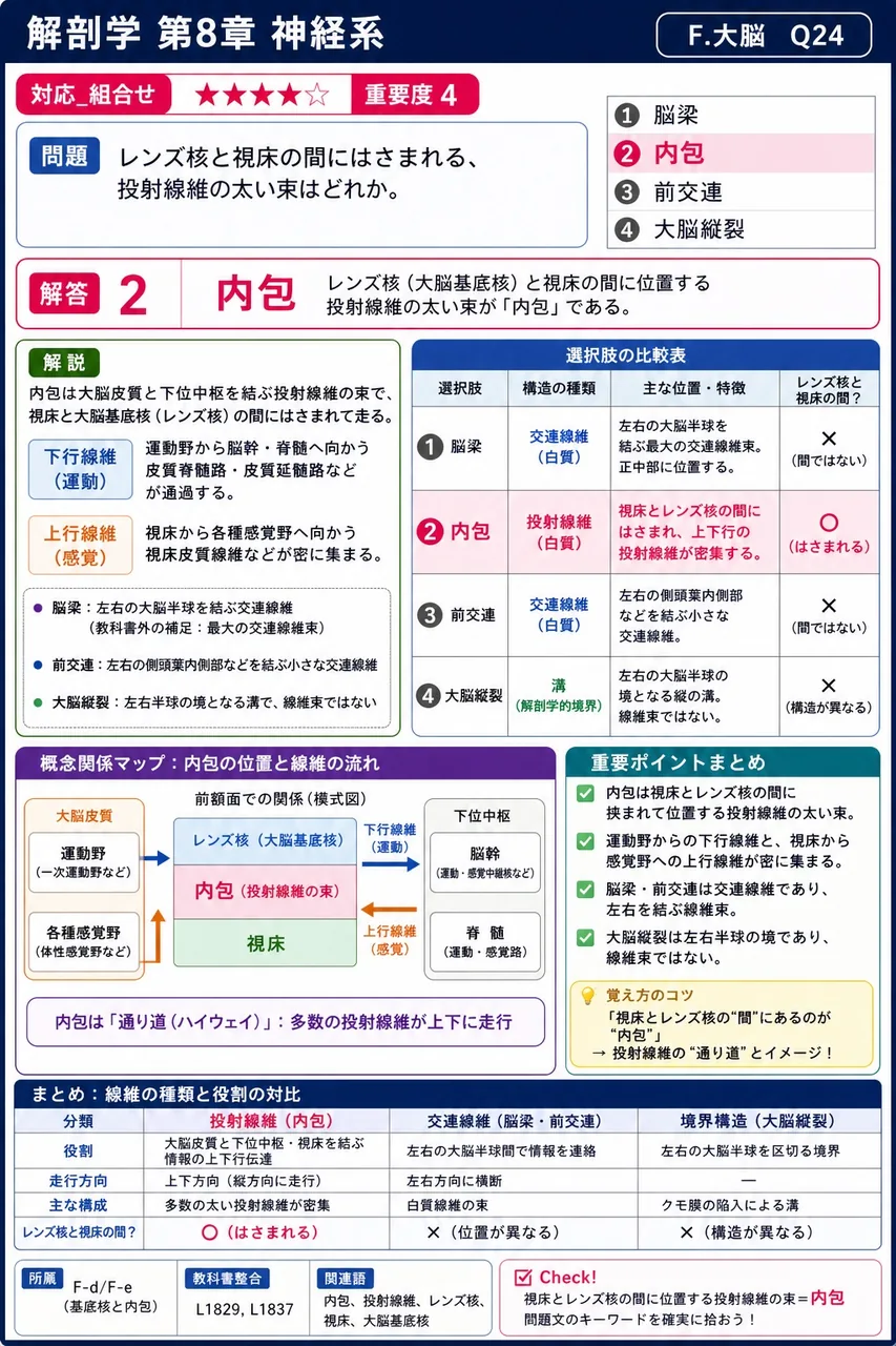 レンズ核と視床の間にはさまれる、投射線維の太い束はどれか。 解説図