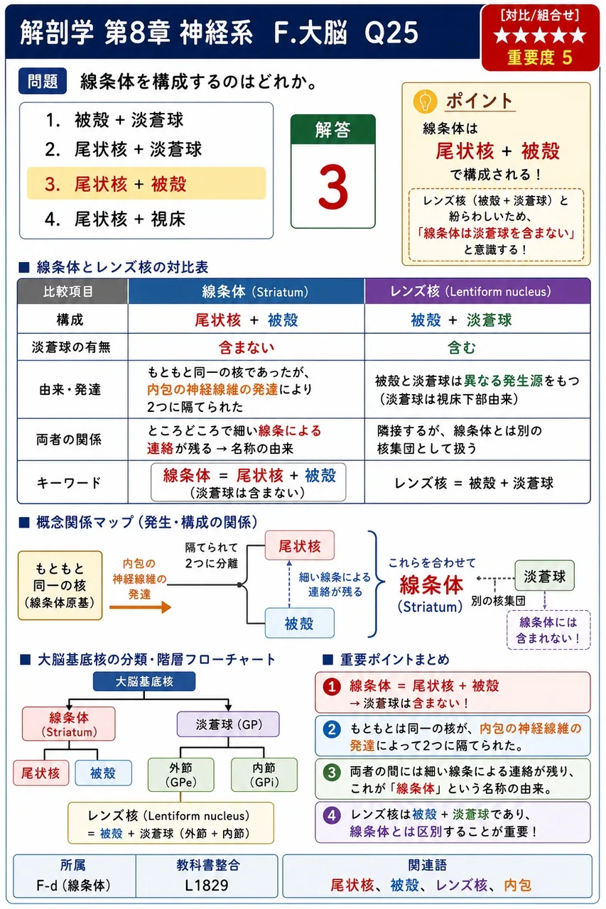 線条体を構成するのはどれか。 解説図