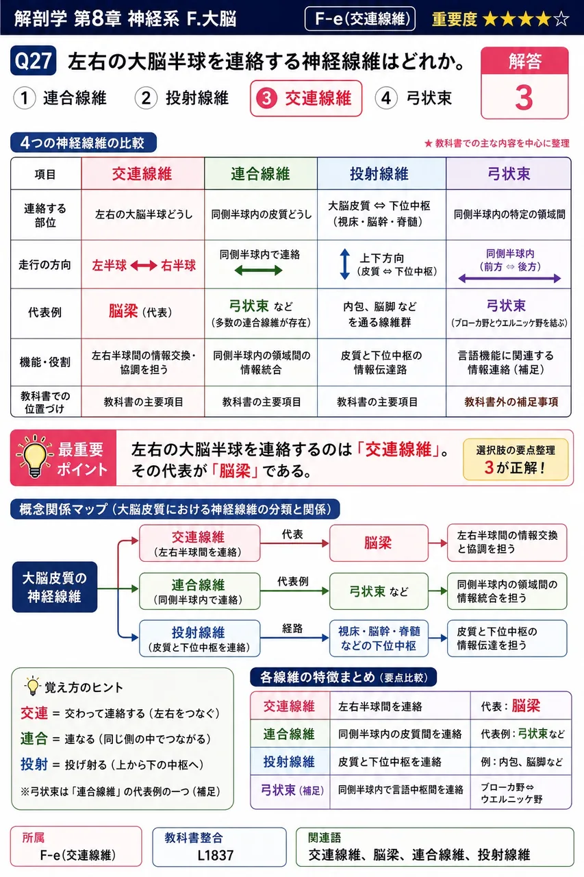 左右の大脳半球を連絡する神経線維はどれか。 解説図