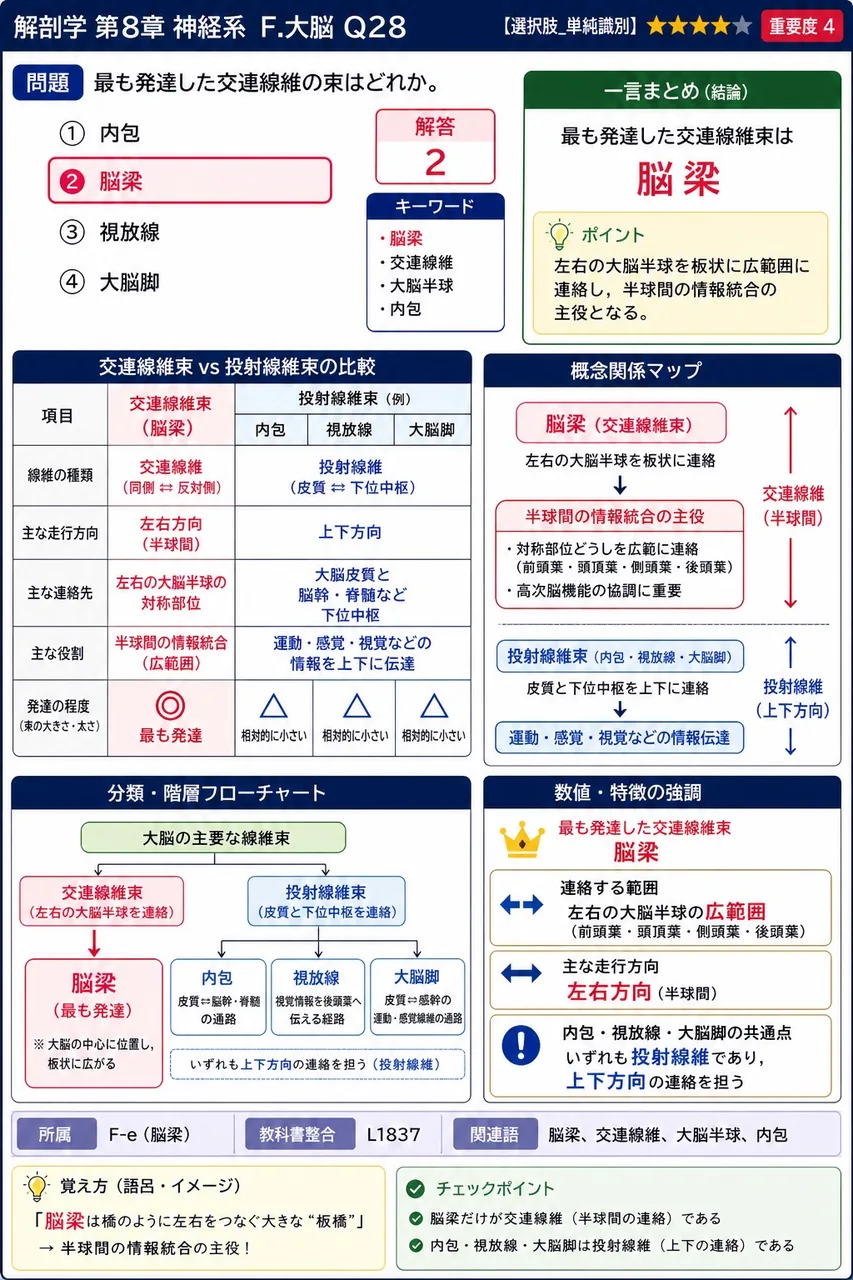最も発達した交連線維の束はどれか。 解説図