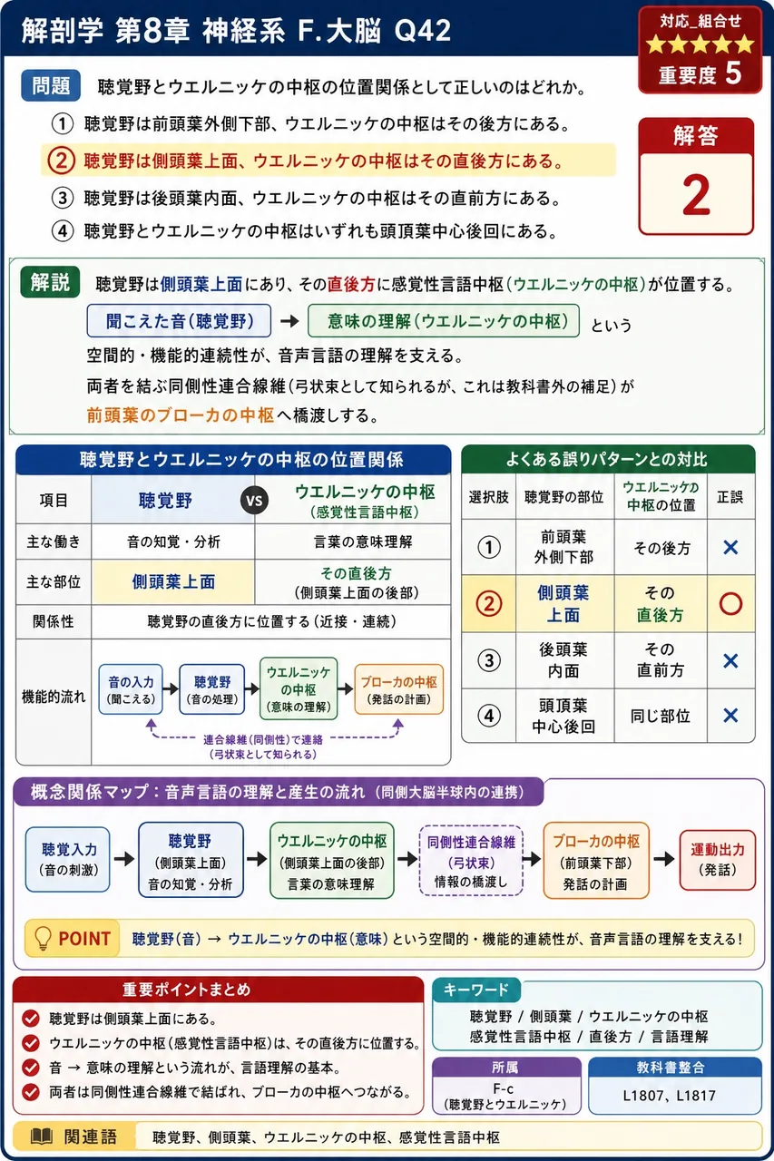 聴覚野とウエルニッケの中枢の位置関係として正しいのはどれか。 解説図
