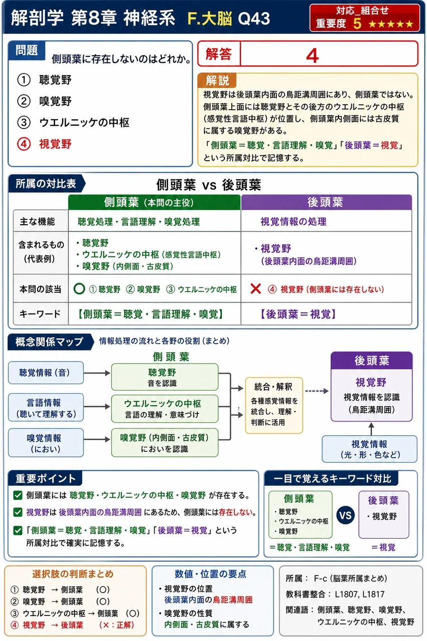 側頭葉に存在しないのはどれか。 解説図
