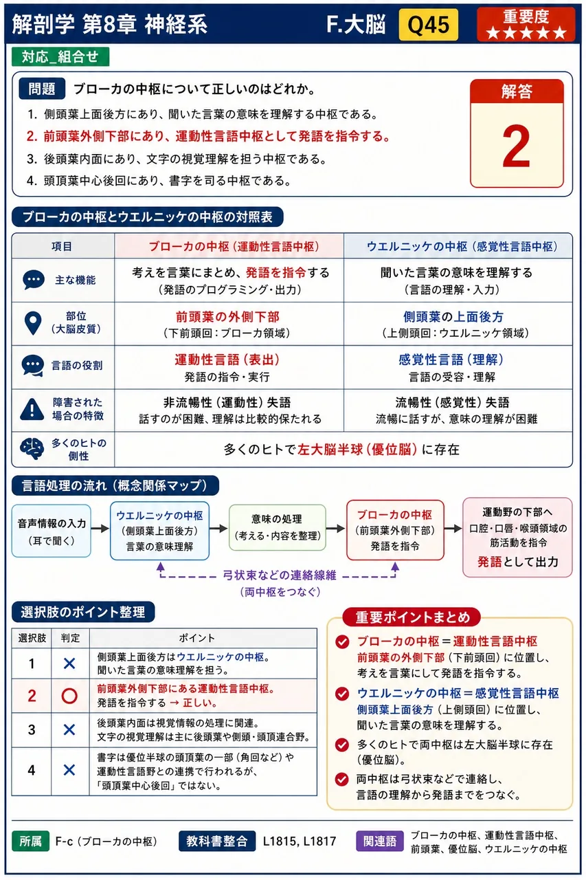 ブローカの中枢について正しいのはどれか。 解説図