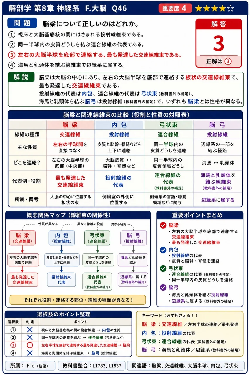 脳梁について正しいのはどれか。 解説図
