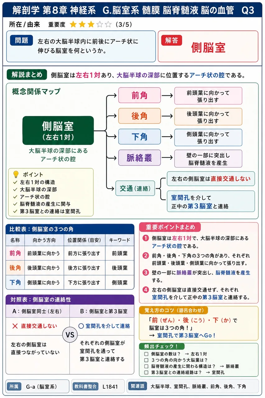 左右の大脳半球内に前後にアーチ状に伸びる脳室を何というか。 解説図