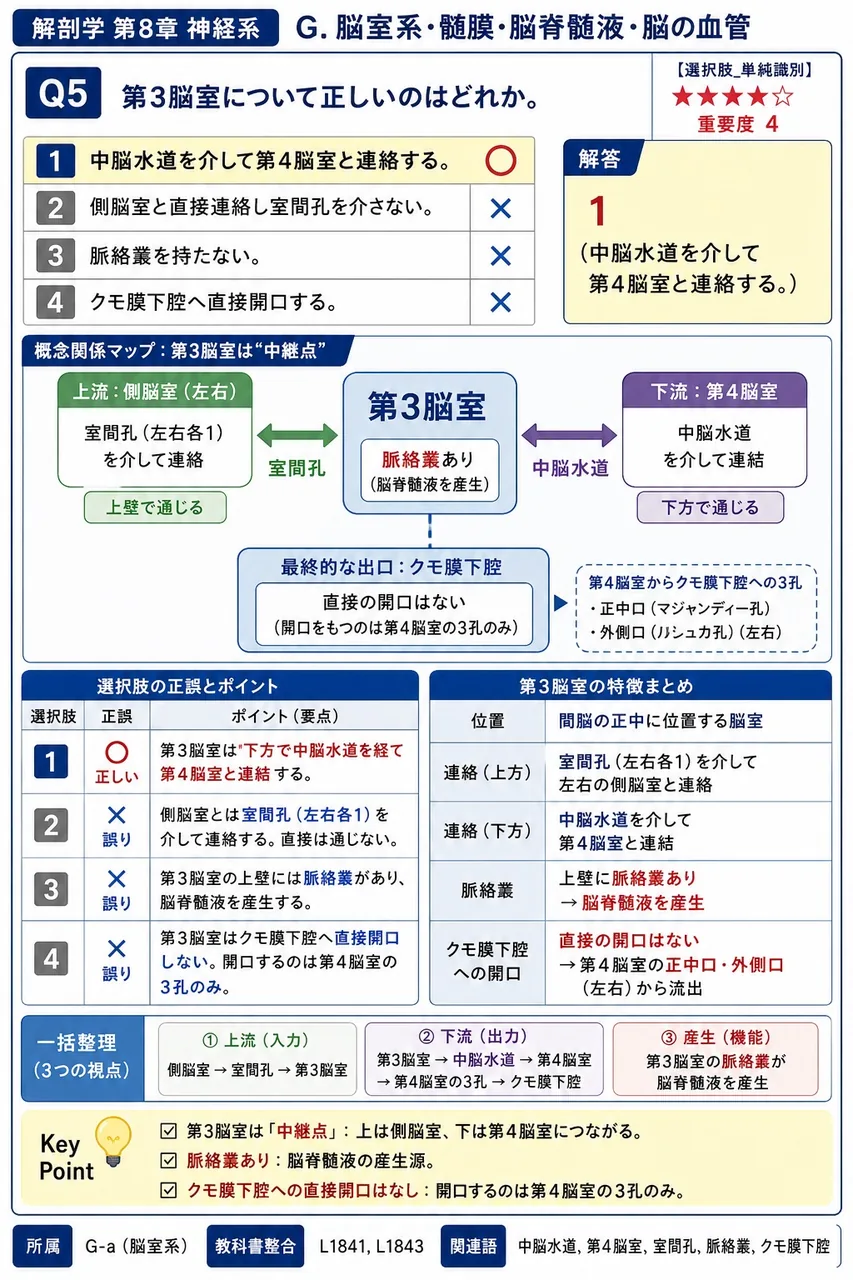 第3脳室について正しいのはどれか。 解説図
