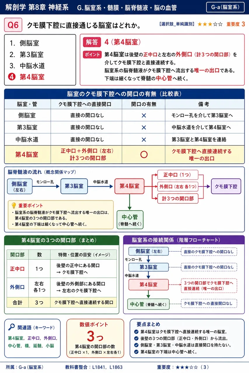 クモ膜下腔に直接通じる脳室はどれか。 解説図