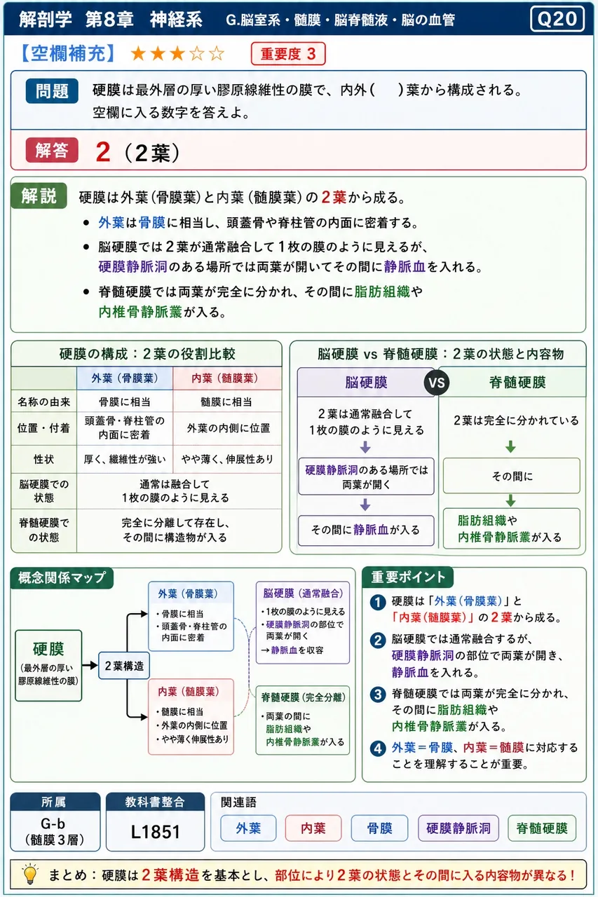 硬膜は最外層の厚い膠原線維性の膜で、内外( )葉から構成される。空欄に入る数字を答えよ。 解説図