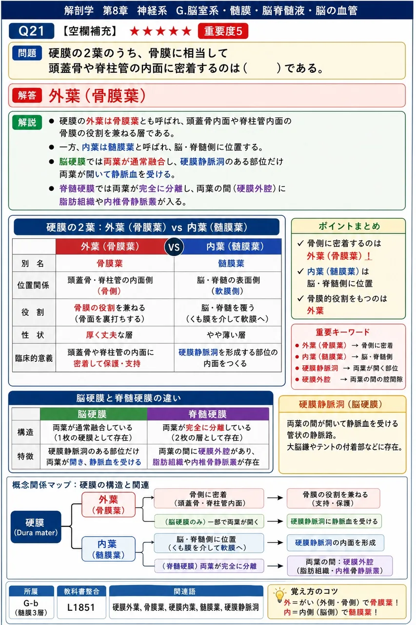 硬膜の2葉のうち、骨膜に相当して頭蓋骨や脊柱管の内面に密着するのは( )である。 解説図