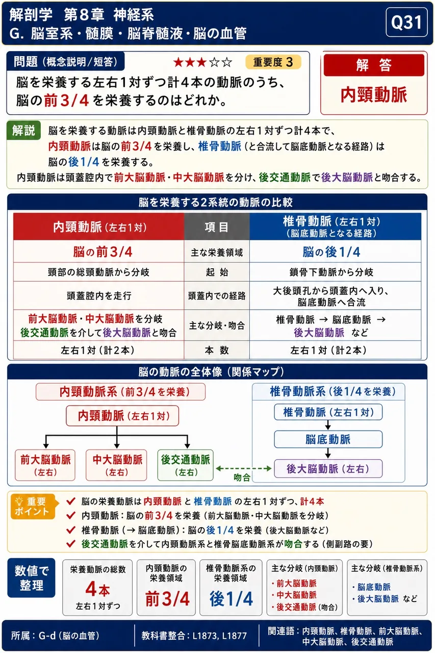 脳を栄養する左右1対ずつ計4本の動脈のうち、脳の前3/4を栄養するのはどれか。 解説図