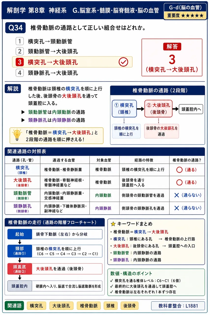 椎骨動脈の通路として正しい組合せはどれか。 解説図