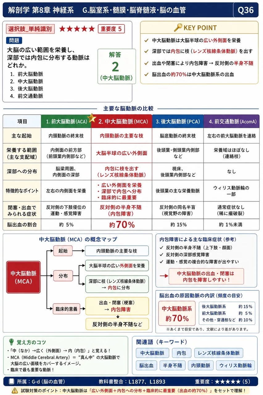 大脳の広い範囲を栄養し、深部では内包に分布する動脈はどれか。 解説図