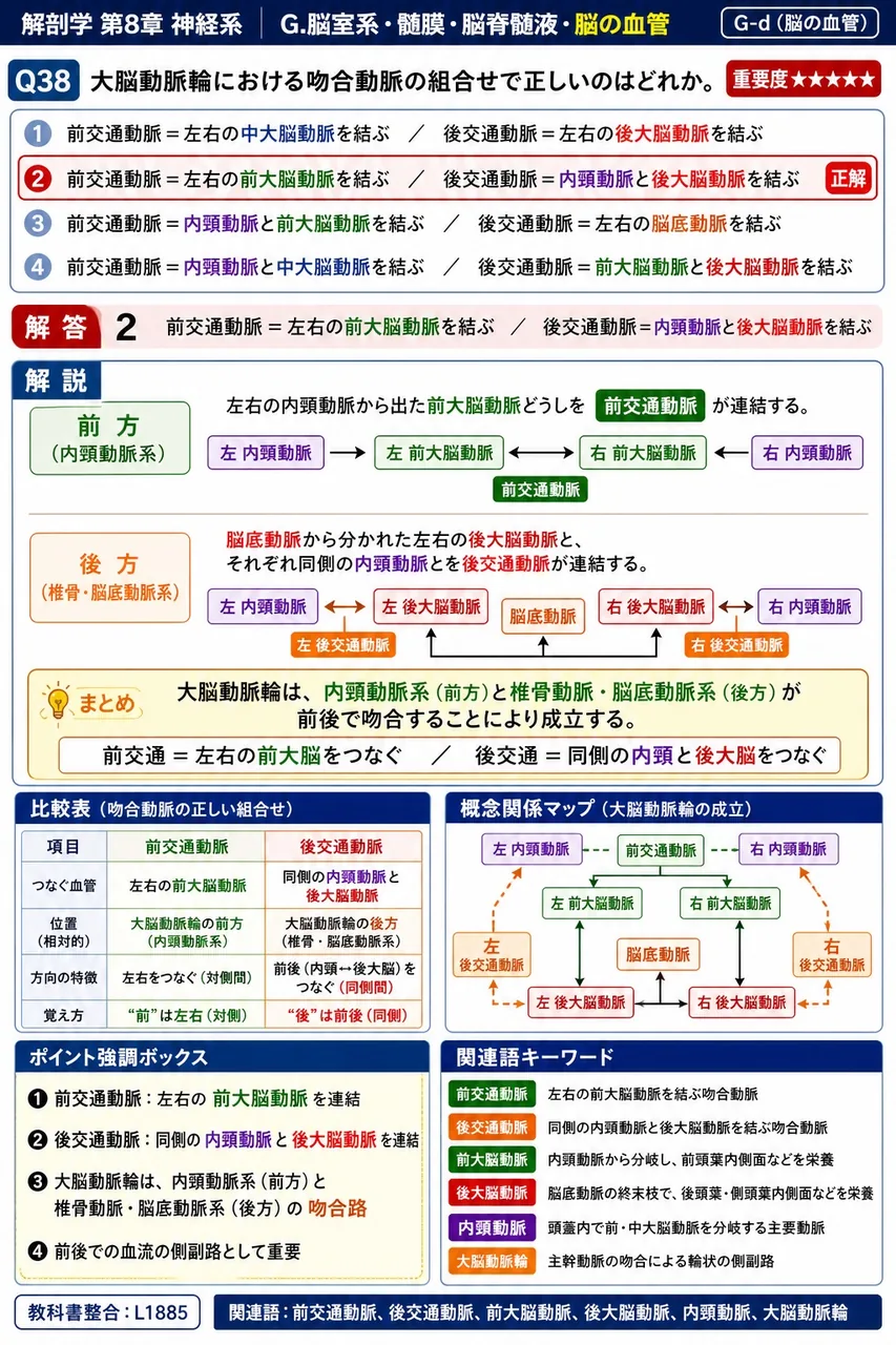 大脳動脈輪における吻合動脈の組合せで正しいのはどれか。 解説図