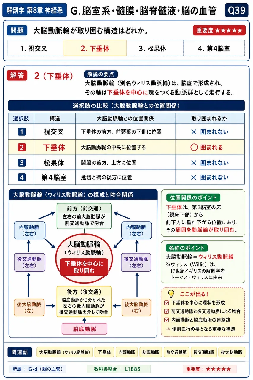 大脳動脈輪が取り囲む構造はどれか。 解説図