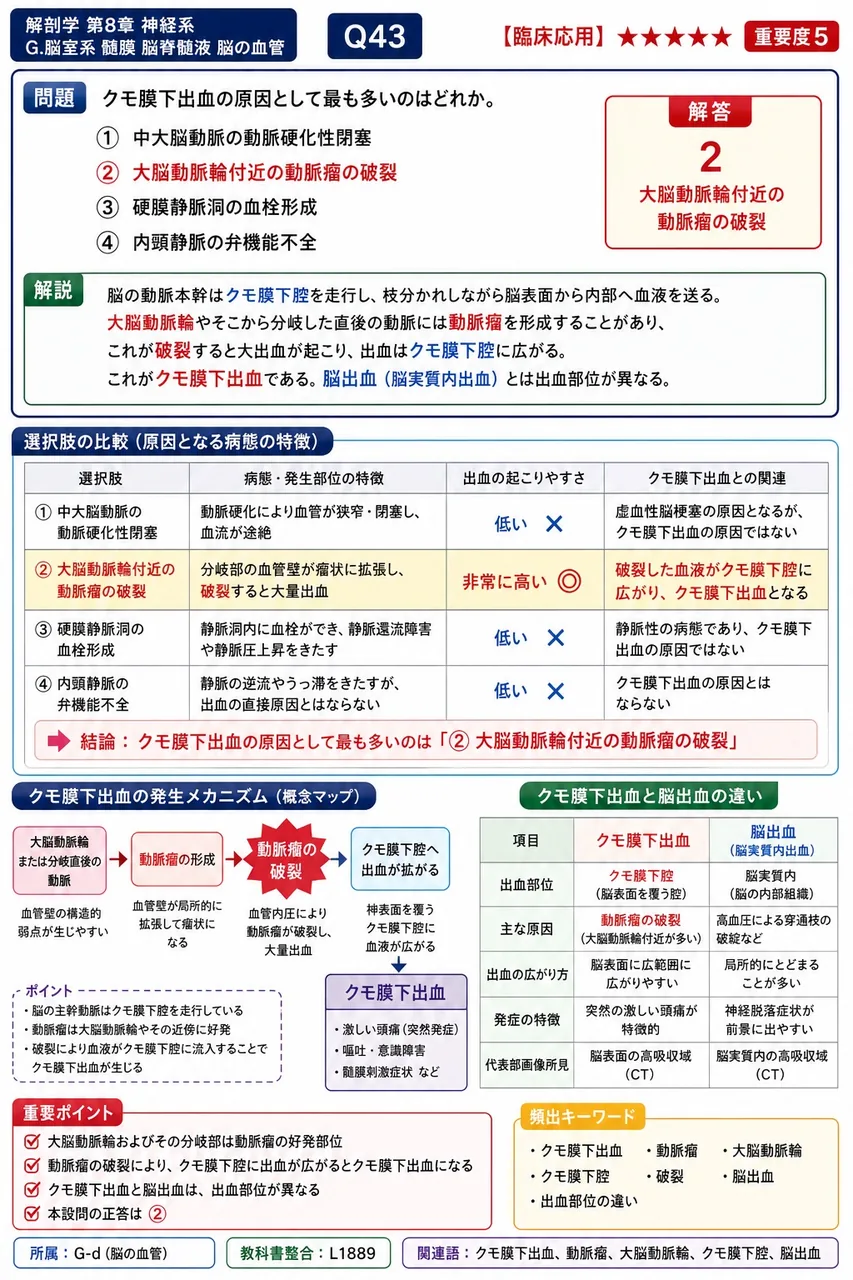 クモ膜下出血の原因として最も多いのはどれか。 解説図