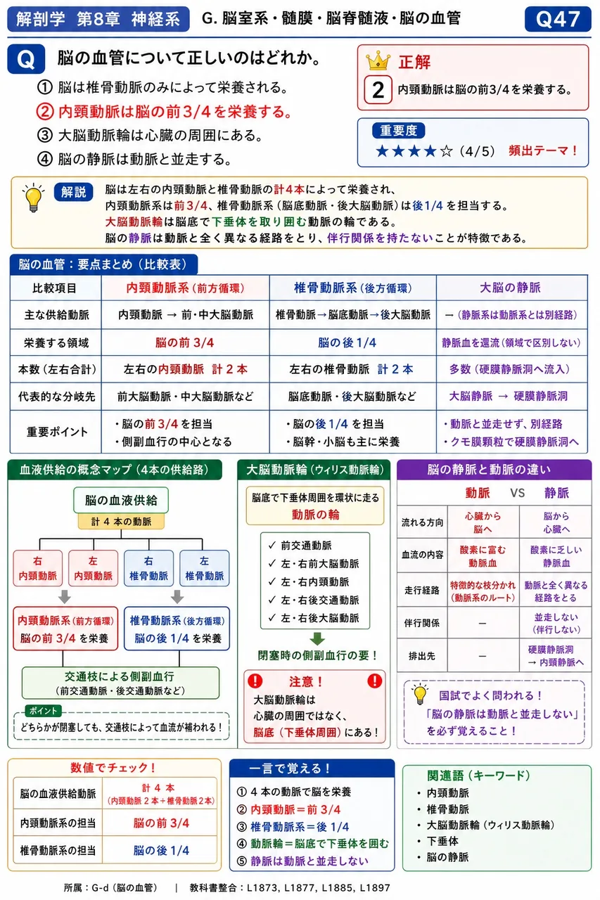 脳の血管について正しいのはどれか。 解説図