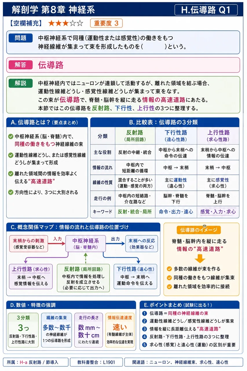 中枢神経系で同種(運動性または感覚性)の働きをもつ神経線維が集まって束を形成したものを( )という。 解説図