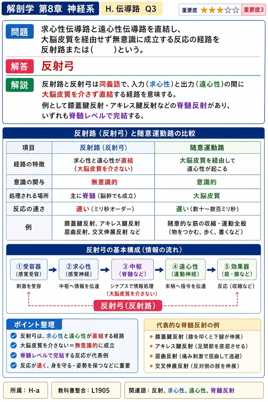 求心性伝導路と遠心性伝導路を直結し、大脳皮質を経由せず無意識に成立する反応の経路を反射路または( )という。 解説図