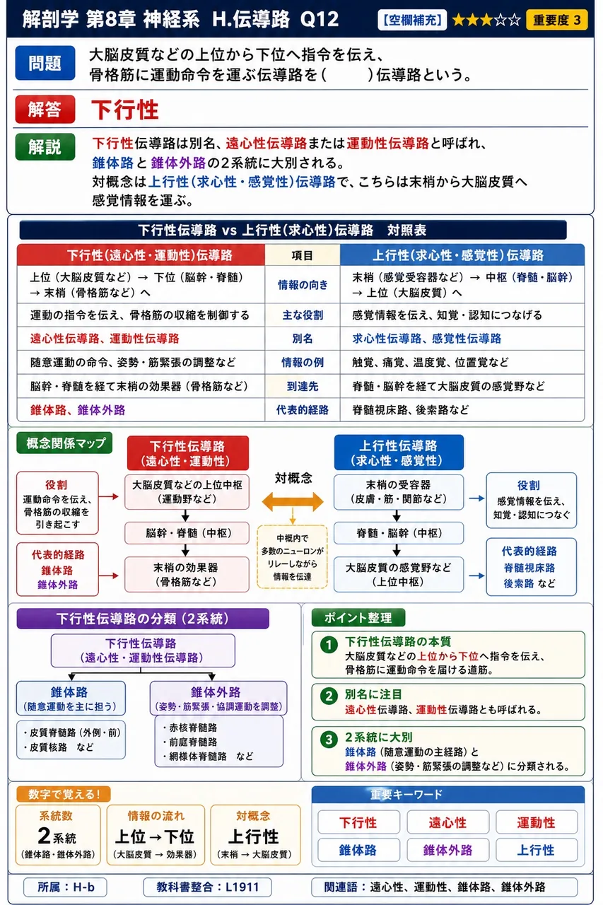 大脳皮質などの上位から下位へ指令を伝え、骨格筋に運動命令を運ぶ伝導路を( )伝導路という。 解説図