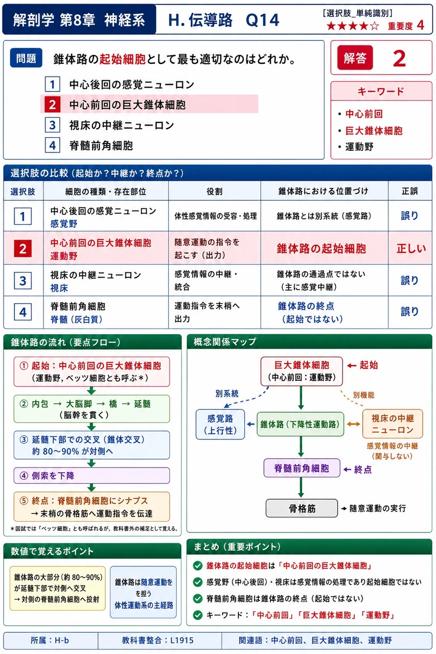 錐体路の起始細胞として最も適切なのはどれか。 解説図
