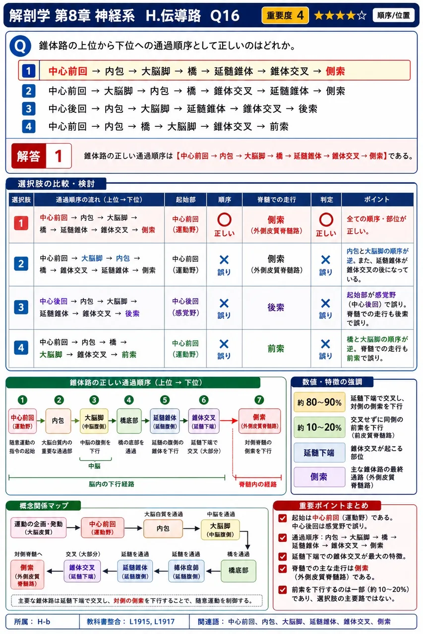 錐体路の上位から下位への通過順序として正しいのはどれか。 解説図