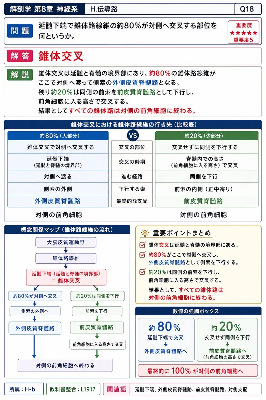 延髄下端で錐体路線維の約80%が対側へ交叉する部位を何というか。 解説図
