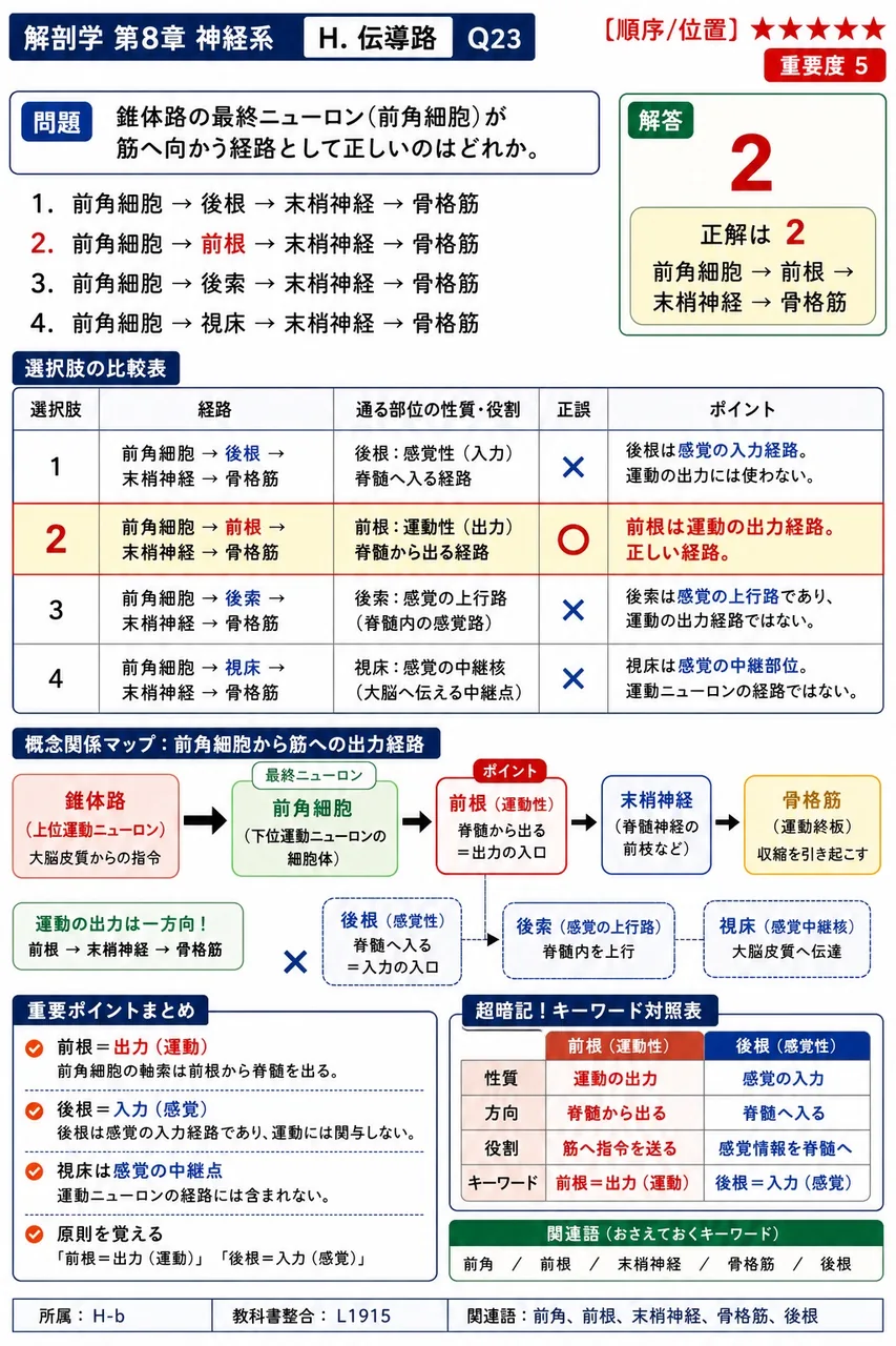 錐体路の最終ニューロン(前角細胞)が筋へ向かう経路として正しいのはどれか。 解説図