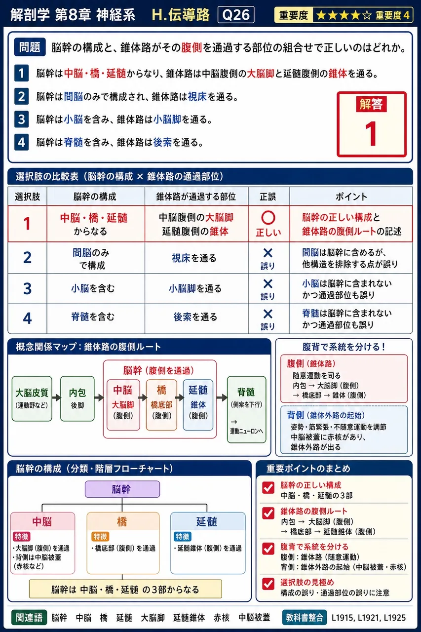 脳幹の構成と、錐体路がその腹側を通過する部位の組合せで正しいのはどれか。 解説図