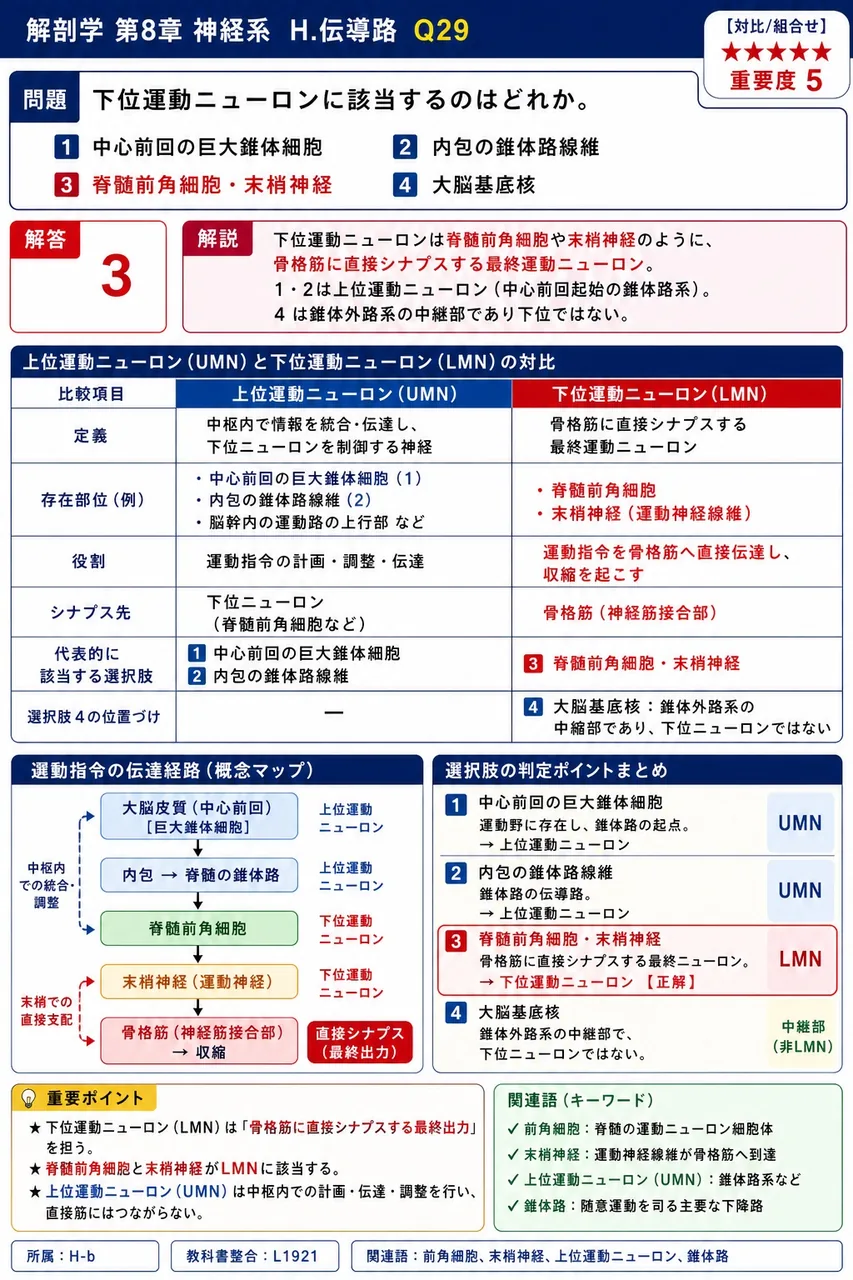 下位運動ニューロンに該当するのはどれか。 解説図