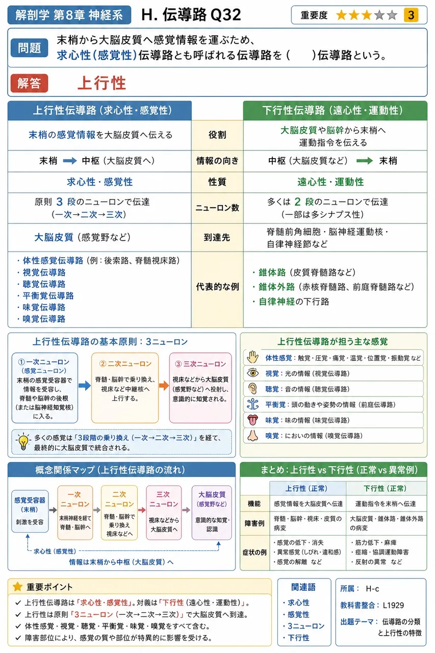末梢から大脳皮質へ感覚情報を運ぶため、求心性(感覚性)伝導路とも呼ばれる伝導路を( )伝導路という。 解説図
