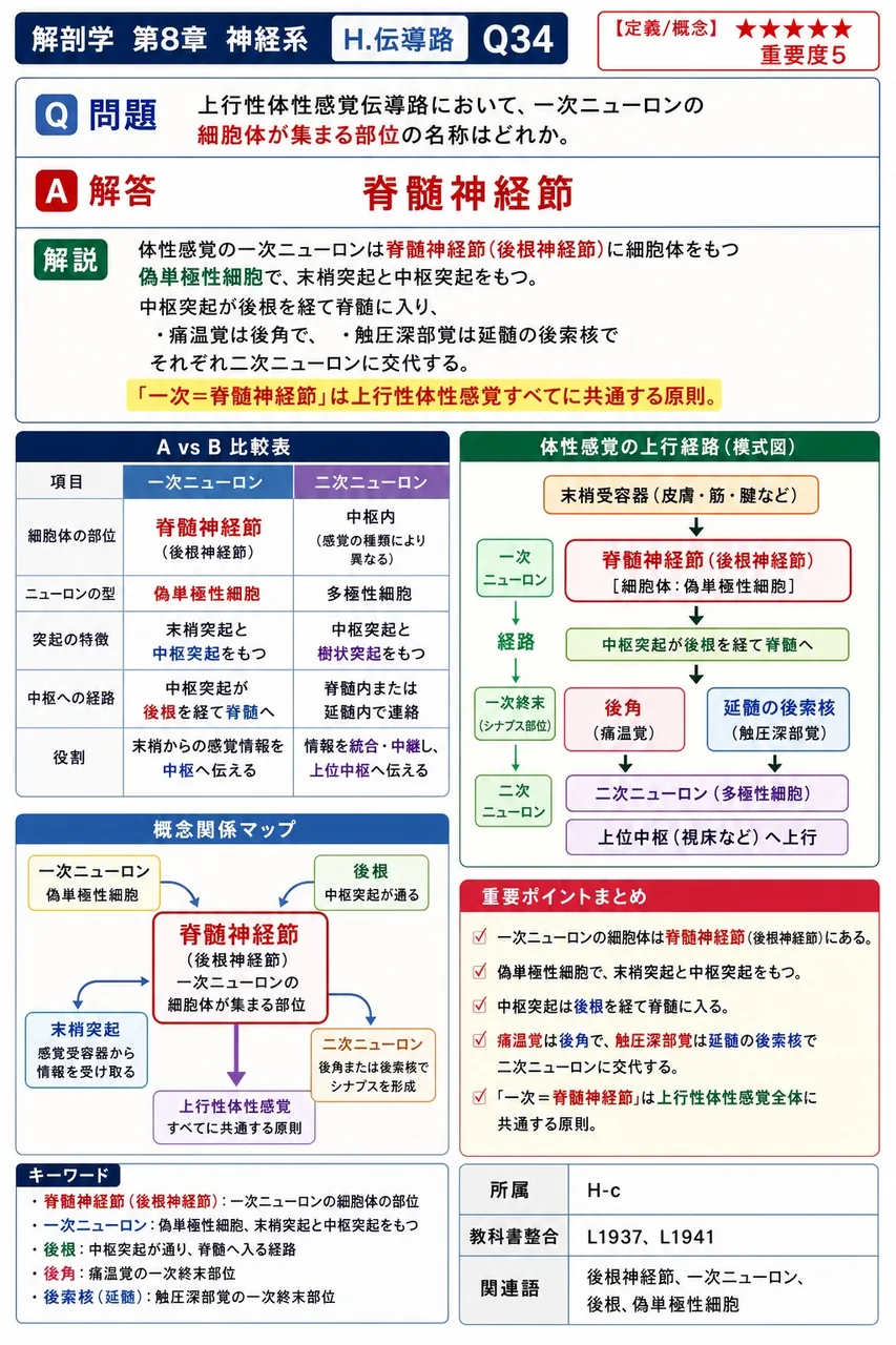 上行性体性感覚伝導路において、一次ニューロンの細胞体が集まる部位の名称はどれか。 解説図