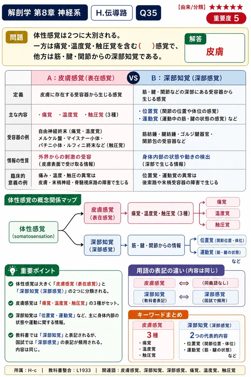 体性感覚は2つに大別される。一方は痛覚・温度覚・触圧覚を含む( )感覚で、他方は筋・腱・関節からの深部知覚である。 解説図