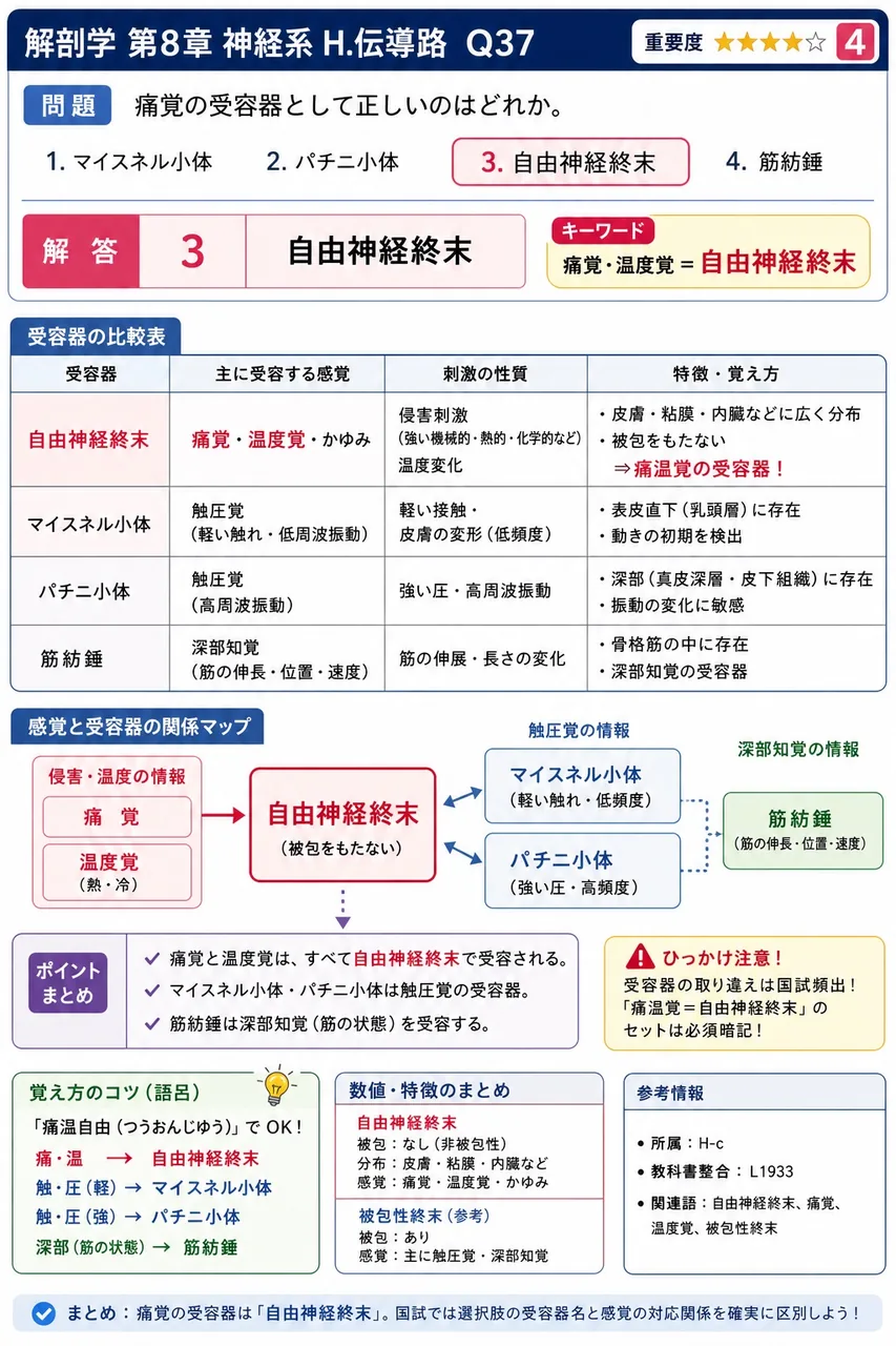痛覚の受容器として正しいのはどれか。 解説図