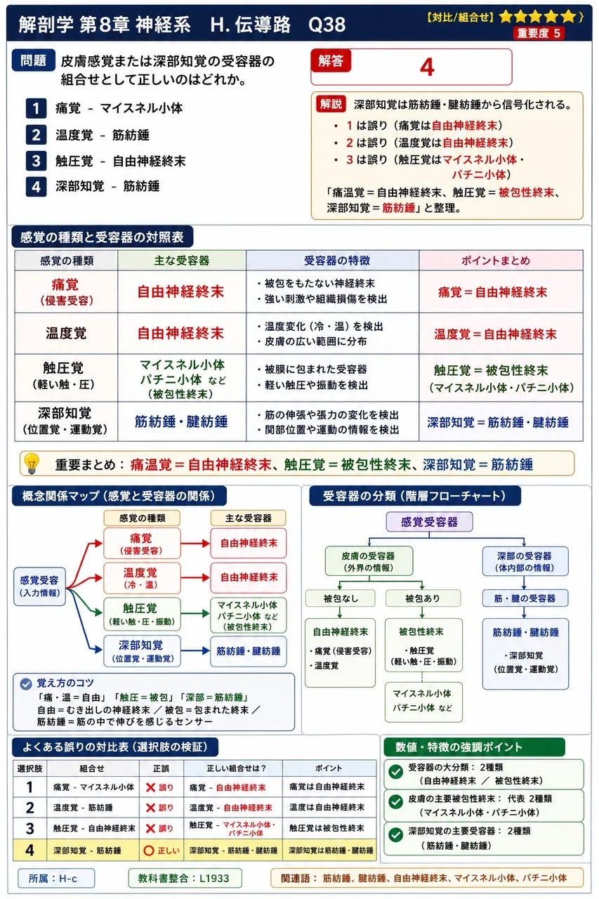 皮膚感覚または深部知覚の受容器の組合せとして正しいのはどれか。 解説図